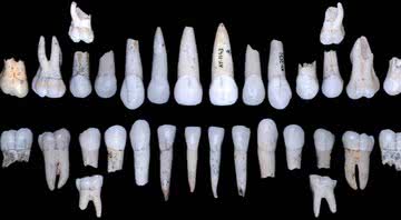 Dentes dos hominídeos - Centro Nacional de Pesquisa em Evolução Humana