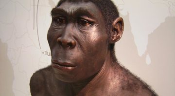 Reconstrução da face do Homo erectus - Wikimedia Commons