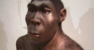 Reconstrução da face do Homo erectus - Wikimedia Commons