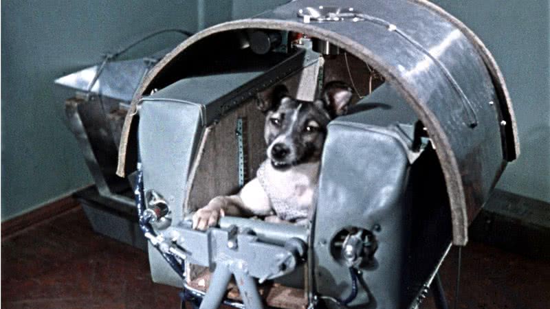 Laika estava a bordo da nave Sputnik 2 - Domínio Público