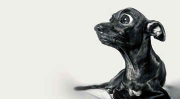 Pequeno cachorro assustado - Shutterstock