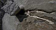 O esqueleto de Pompeia - Divulgação/ Parque arqueológico de Pompeia/ Ministério de cultura da Itália