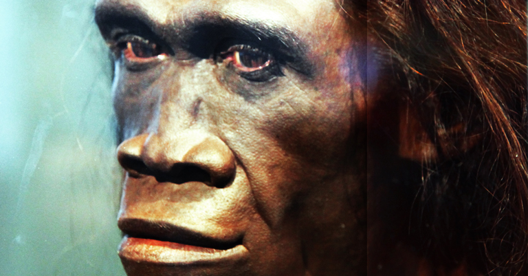 Reconstrução de uma fêmea adulta da espécie Homo erectus - Wikimedia Commons