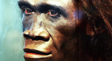 Reconstrução de uma fêmea adulta da espécie Homo erectus - Wikimedia Commons