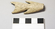 Arpão pode ter sido usado na caça de focas e aves - AOC Archaeology