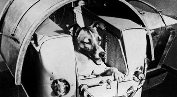 A cadela soviética - Reprodução