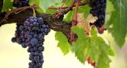 Sementes de uva foram encontradas no solo de Mantai - Pixabay