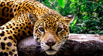 Onça ou jaguar? - Getty Images