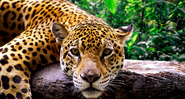 Onça ou jaguar? - Getty Images