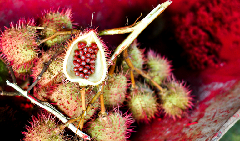 Urucu, fruto nativo da América tropical - Getty Images