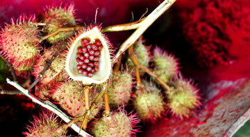 Urucu, fruto nativo da América tropical - Getty Images