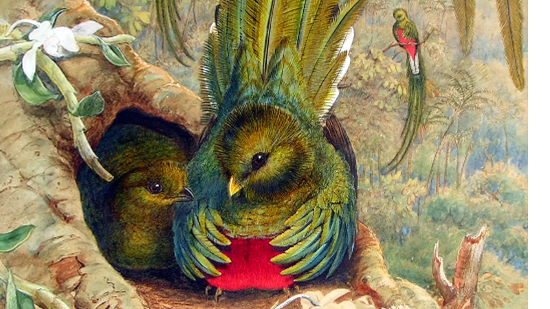 Detalhe da aquarela “Quezal ou Pharomacrus mocinno” - The Watercolour World