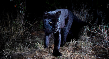 Uma jovem pantera negra é avistada no Acampamento Laikipia Wilderness - Will Burrard-Lucas/Camtraptions
