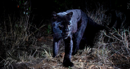 Uma jovem pantera negra é avistada no Acampamento Laikipia Wilderness - Will Burrard-Lucas/Camtraptions