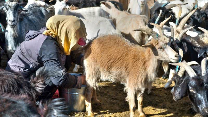 O consumo do leite tem perpassado épocas para a sociedade Mongol - Getty Images