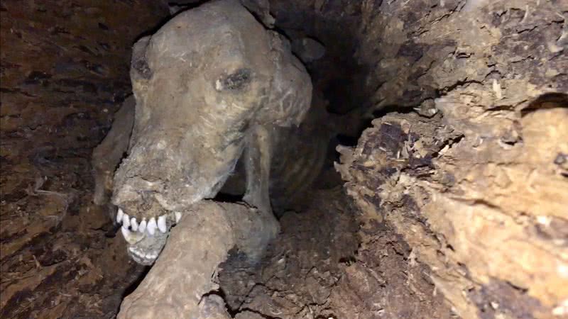 A múmia do cão Stuckie - Divulgação/Southern Forest World