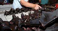 Morcegos em grande quantidade - Divulgação