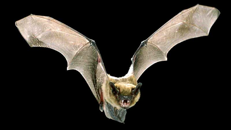 Imagem meramente ilustrativa de morcego - Getty Images