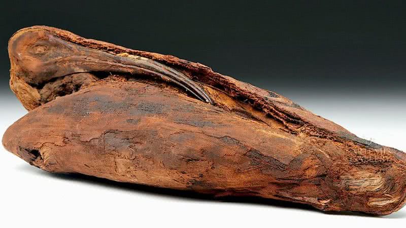 Um íbis mumificado - Divulgação