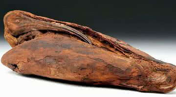 Um íbis mumificado - Divulgação