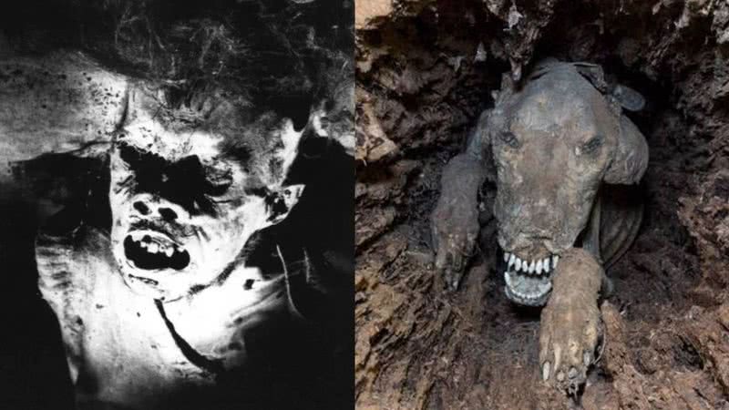 A múmia encontrada no Pão de Açúcar e a múmia do cão Stuckie - Divulgação - Clube Excursionista Carioca/Southern Forest World