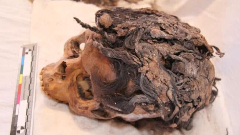 Crânio encontrado pelo Projeto Amarna - Divulgação / Jolanda Bos / Lonneke Beukenholdt