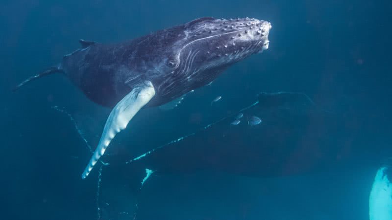 Imagem de uma baleia jubarte, um dos animais caçados na Islândia - Wikimedia Commons / Christopher Michel