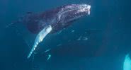 Imagem de uma baleia jubarte, um dos animais caçados na Islândia - Wikimedia Commons / Christopher Michel