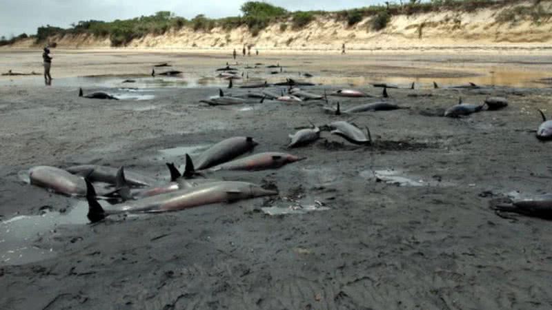 Centenas de golfinhos espalhados pela costa de Moçambique - Divulgação / Twitter / O País