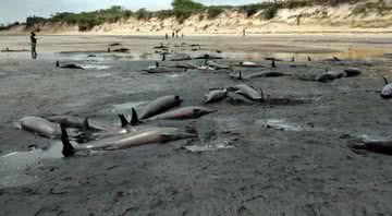Centenas de golfinhos espalhados pela costa de Moçambique - Divulgação / Twitter / O País