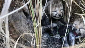 Os filhotes de guepardo que nasceram na Índia - Reprodução/Twitter/@byadavbjp