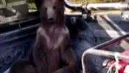Urso marrom na caminhonete - Reprodução/Vídeo/G1