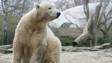 Urso Polar - Getty Images