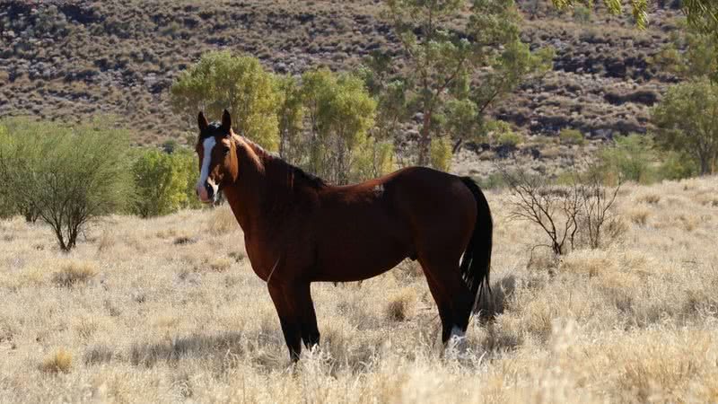 Fotografia de um brumby, isto é, que é o apelido dado para cavalos selvagens que ocupam o território australiano - Divulgação/ Pixabay/ PaquitaFadden