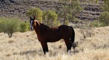 Fotografia de um brumby, isto é, que é o apelido dado para cavalos selvagens que ocupam o território australiano - Divulgação/ Pixabay/ PaquitaFadden