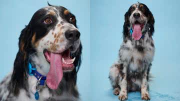 Bisbee, cachorro com a língua mais longa do mundo - Divulgação/Guinness World Records