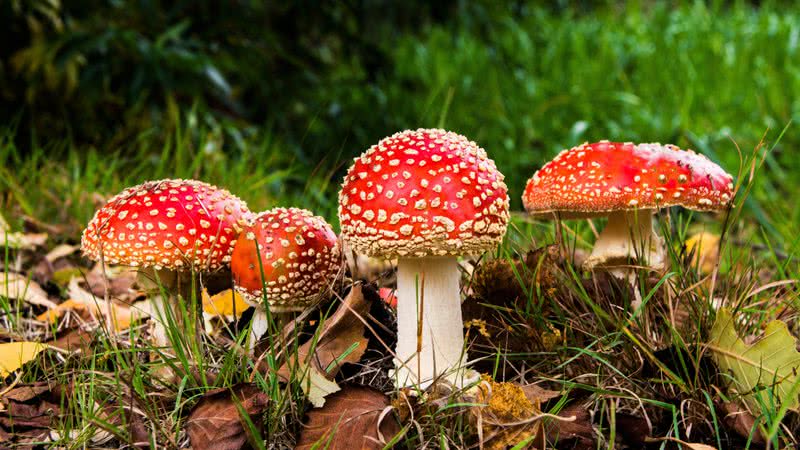 Imagem ilustrativa com alguns cogumelos venenosos - Foto por Meik Schmidt pelo Pixabay