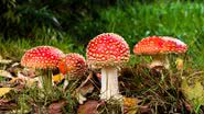 Imagem meramente ilustrativa com alguns cogumelos venenosos - Foto por Meik Schmidt pelo Pixabay