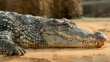 Imagem meramente ilustrativa com um crocodilo - Foto por Monika pelo Pixabay