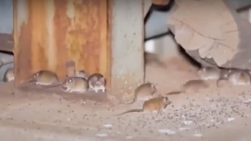 Trecho de reportagem da BBC mostrando ratos em fazendas australianas - Divulgação / BBC