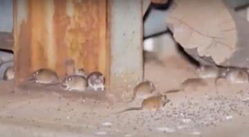 Trecho de reportagem da BBC mostrando ratos em fazendas australianas - Divulgação / BBC