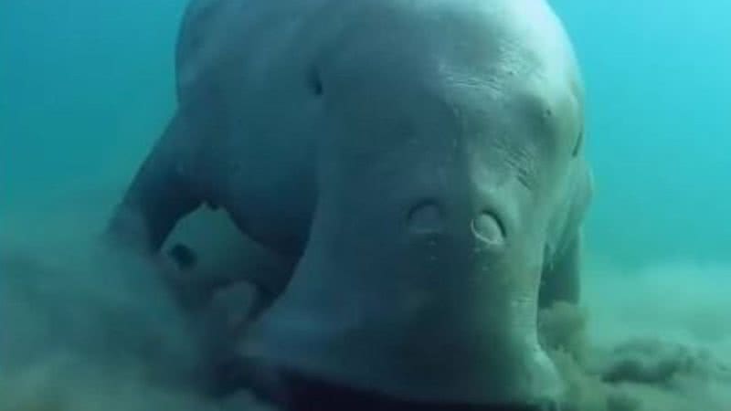 Dugongo se alimentando no fundo do mar - Reprodução/Vídeo/Bizarro Incrível