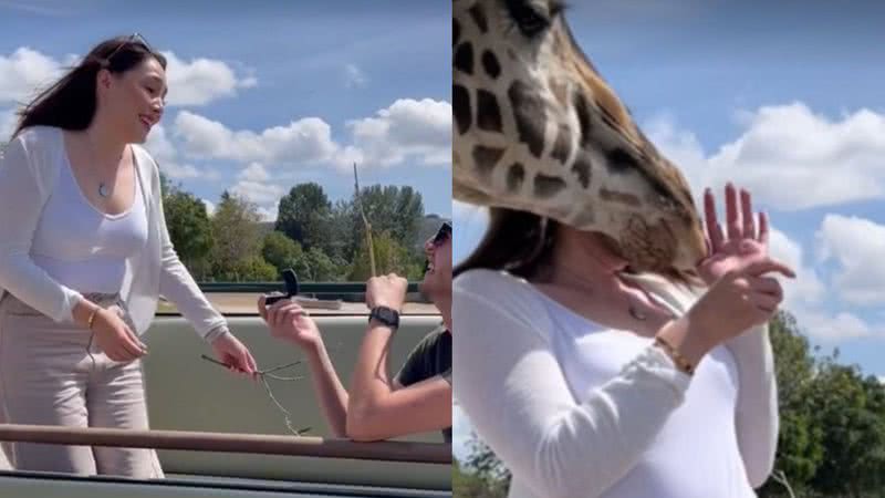 Mulher leva cabeçada de girafa durante pedido de casamento - Reprodução/TikTok/montserratcox