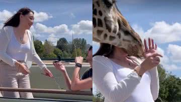 Mulher leva cabeçada de girafa durante pedido de casamento - Reprodução/TikTok/montserratcox