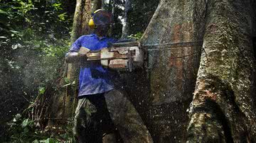 Operação de extração de madeira sustentável no país de Camarões, em 2010 - Brent Stirton/Getty Images
