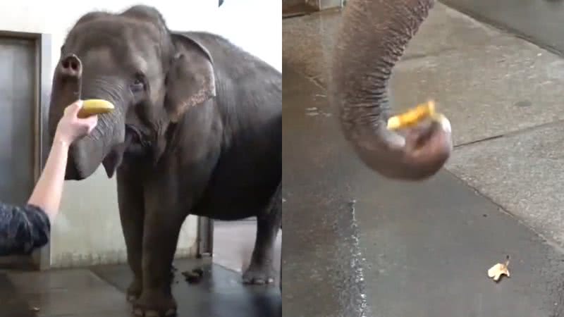 Trechos de vídeo da elefanta Pang Pha descascando uma banana - Reprodução/Vídeo