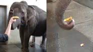Trechos de vídeo da elefanta Pang Pha descascando uma banana - Reprodução/Vídeo