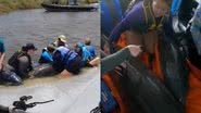 Imagens do resgate e cuidado da dupla de golfinhos - Reprodução/Vídeo/Instagram