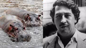 O narcotraficante Pablo Escobar (dir.) e imagem ilustrativa de hipopótamos (esq.) - Divulgação/Reprodução/Pixabay/Joleńka