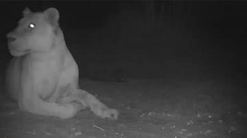 Vídeo da leoa que foi encontrada no Parque Nacional de Sena Oura - Divulgação/MEPDD/WCS